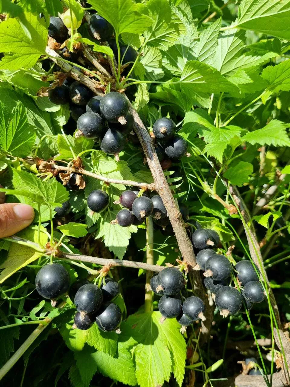 Фотография продукта Черная смородина ягода свежезамороженная